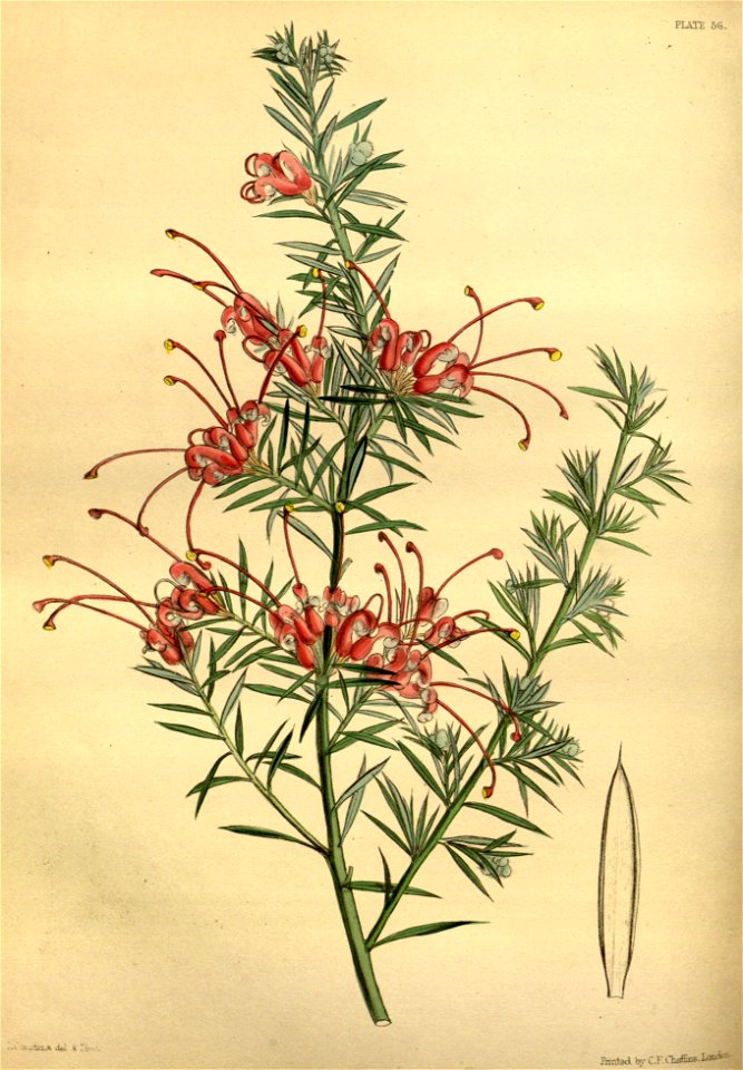 Grevillea lavandulacea Paxton 056