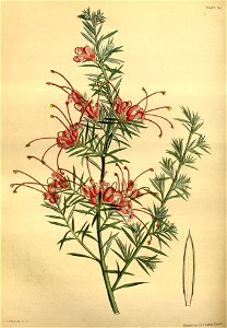 Grevillea lavandulacea Paxton 056