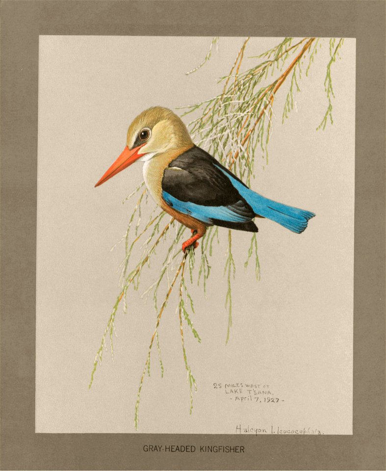 Greyheaded kingfisher Fuertes