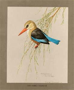 Greyheaded kingfisher Fuertes. Free illustration for personal and commercial use.