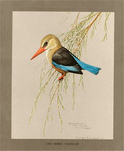 Greyheaded kingfisher Fuertes