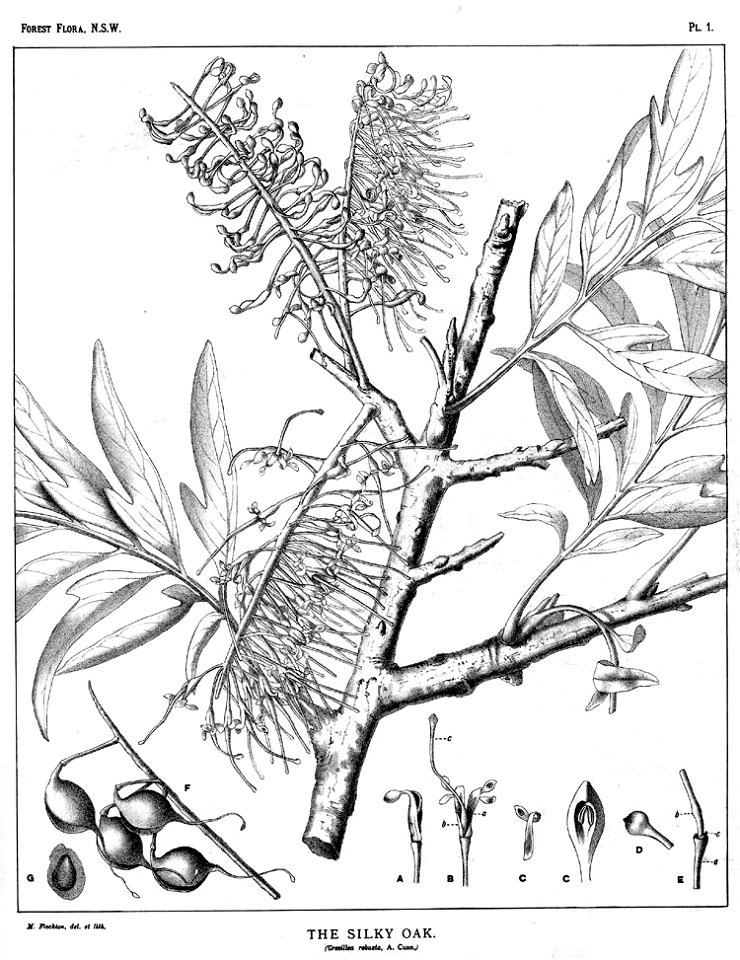 Grevillea robusta00