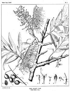 Grevillea robusta00