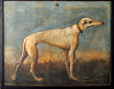 Greyhound, Giandomenico Tiepolo