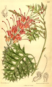 Grevillea bipinnatifida 139-8510