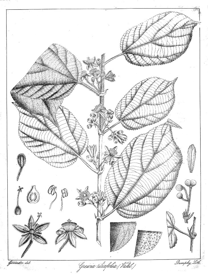 Grewia tiliaefolia Govindoo