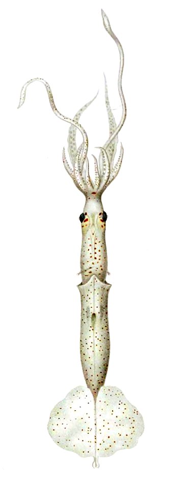 Grimalditeuthis bonplandi paralarva