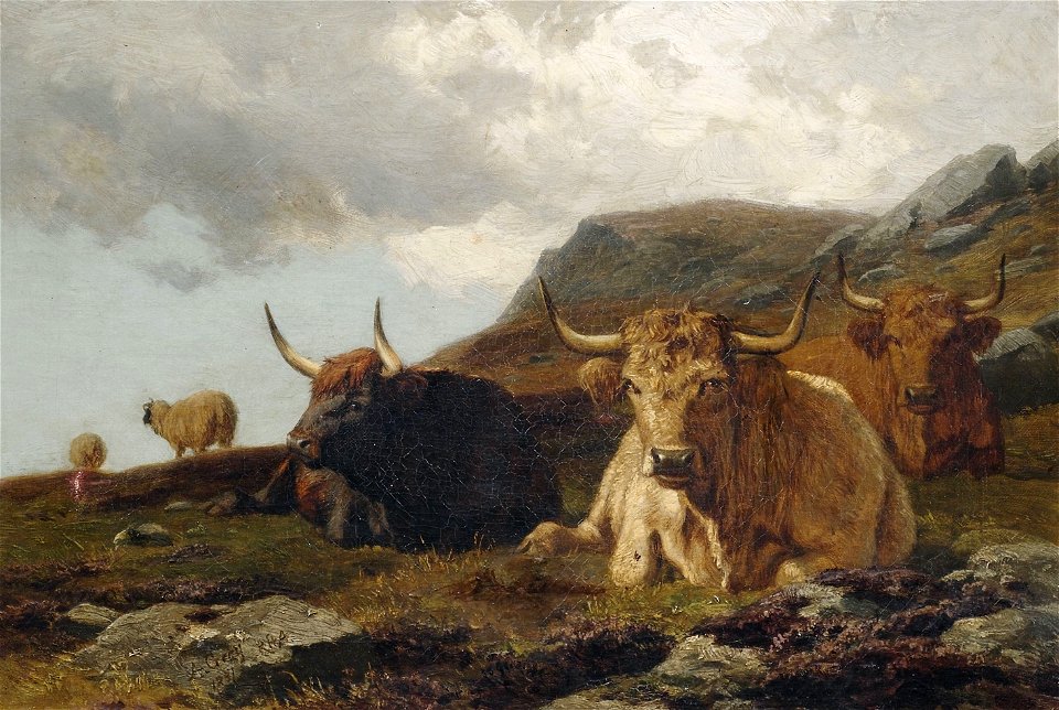 Alfred Grey Hochlandrinder