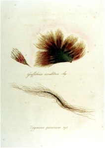 Griffithsia corallina — Flora Batava — Volume v12