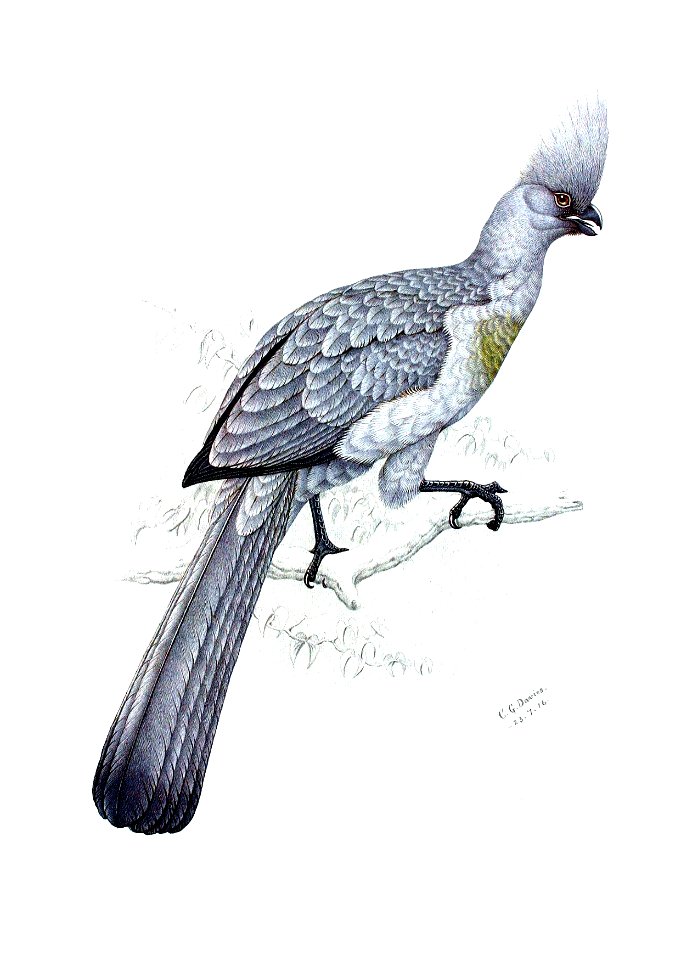 Grey lourie00