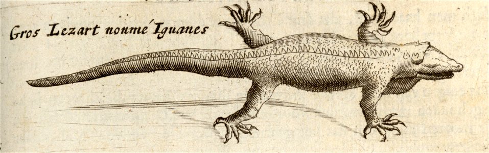 Groote Egdis genaamt Iguana - BNA-DIG-KOSTBARE-0427-030 a