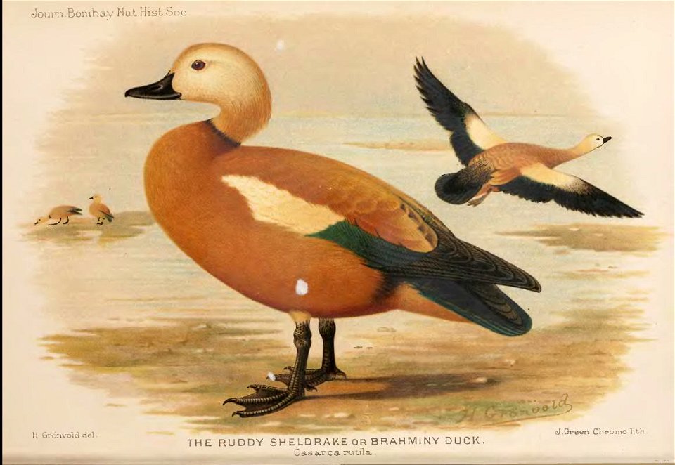 GronvoldTadorna