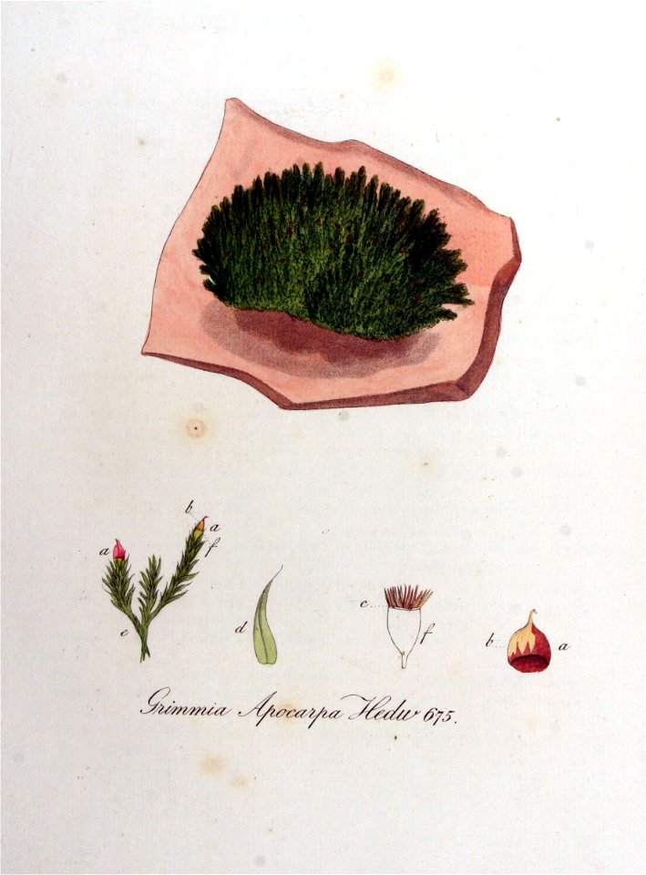 Grimmia apocarpa — Flora Batava — Volume v9