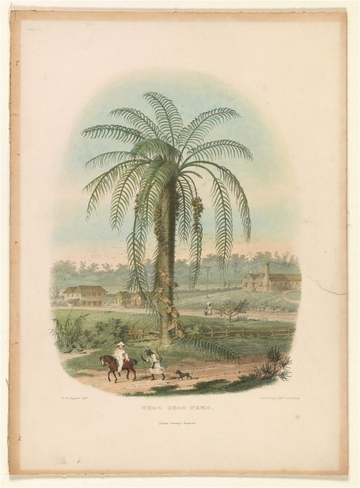 Groo groo tree LCCN2003681523