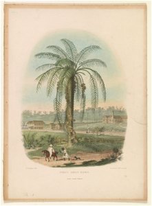 Groo groo tree LCCN2003681523