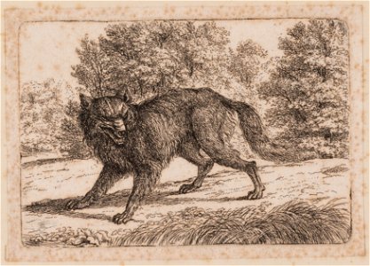 Grommende wolf, objectnr A 14212