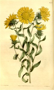 Grindelia squarrosa