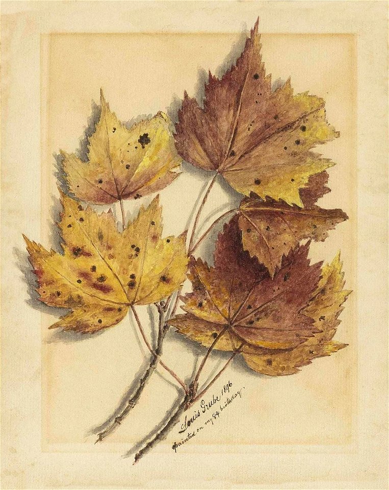 Study of Autumn Leaves by Louis Grube, 1896, watercolor - Free Stock ...