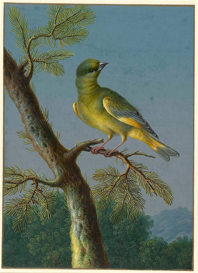 Groenling