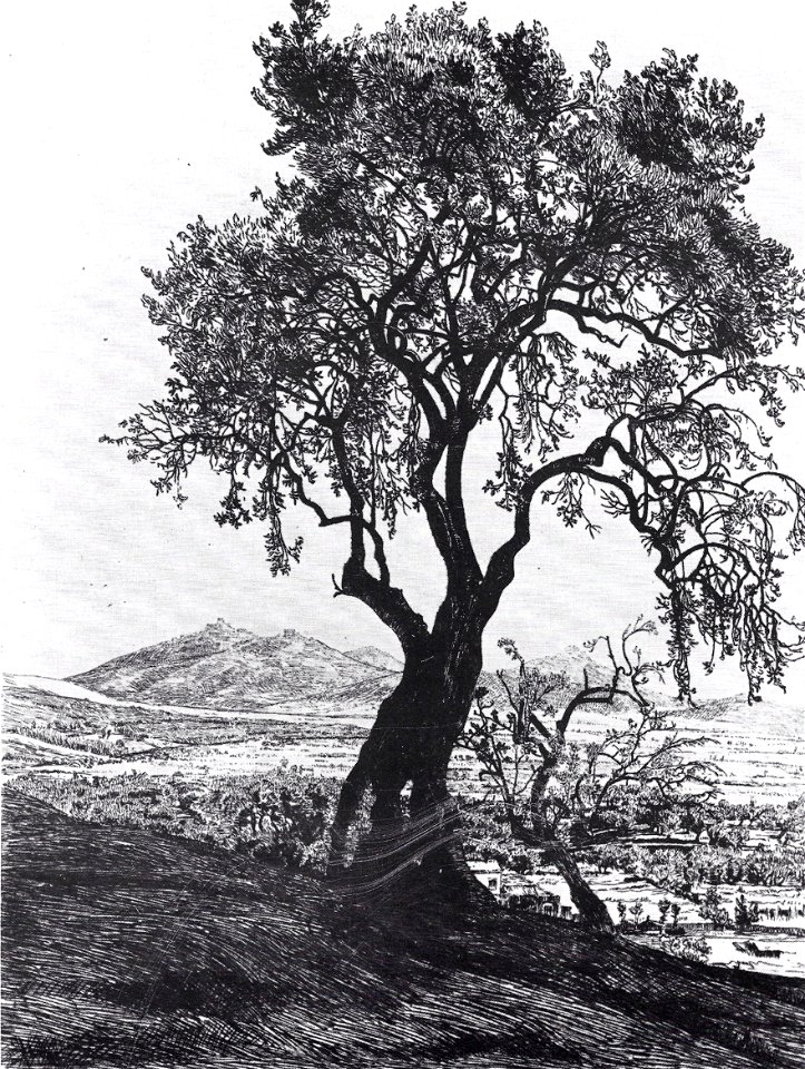 François Maréchal - L'olivier (1904)