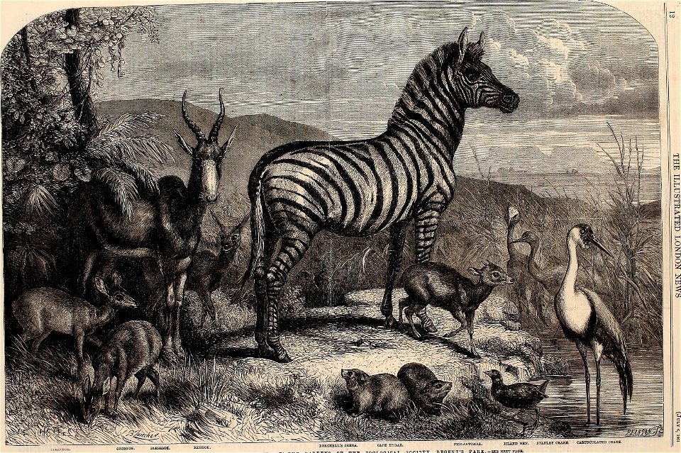 Group of Animals lately received at the Gardens of the Zoological Society, Regent's Park - ILN 1861