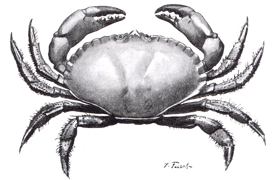 Großer Taschenkrebs (Cancer pagurus)