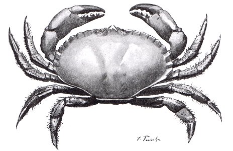 Großer Taschenkrebs (Cancer pagurus)