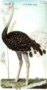 François-Nicolas Martinet - Histoire des oiseaux - Autruche