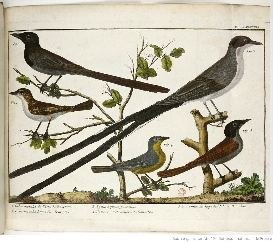 François-Nicolas Martinet - Brisson Mathurin-Jacques- Gobe-mouche et Tyran