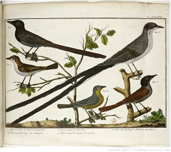 François-Nicolas Martinet - Brisson Mathurin-Jacques- Gobe-mouche et Tyran