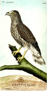 François-Nicolas Martinet - Histoire des oiseaux - Autour blond