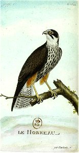François-Nicolas Martinet - Histoire des oiseaux - faucon Hobereau