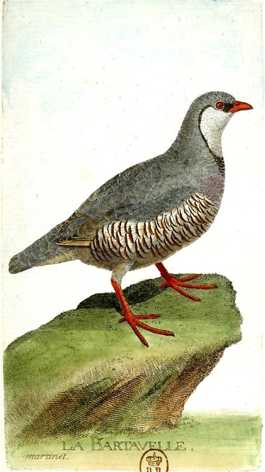 François-Nicolas Martinet - Histoire des oiseaux - Bartavelle