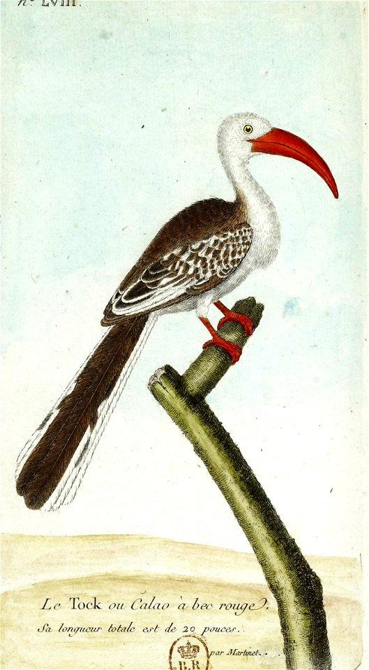 François-Nicolas Martinet - Histoire des oiseaux - Calao à bec rouge