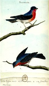 François-Nicolas Martinet - Histoire des oiseaux - III - Bouvreuil