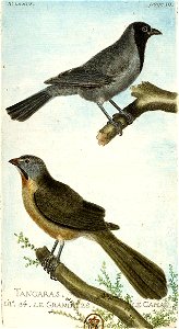 François-Nicolas Martinet - Histoire des oiseaux - III - Grand Tangara