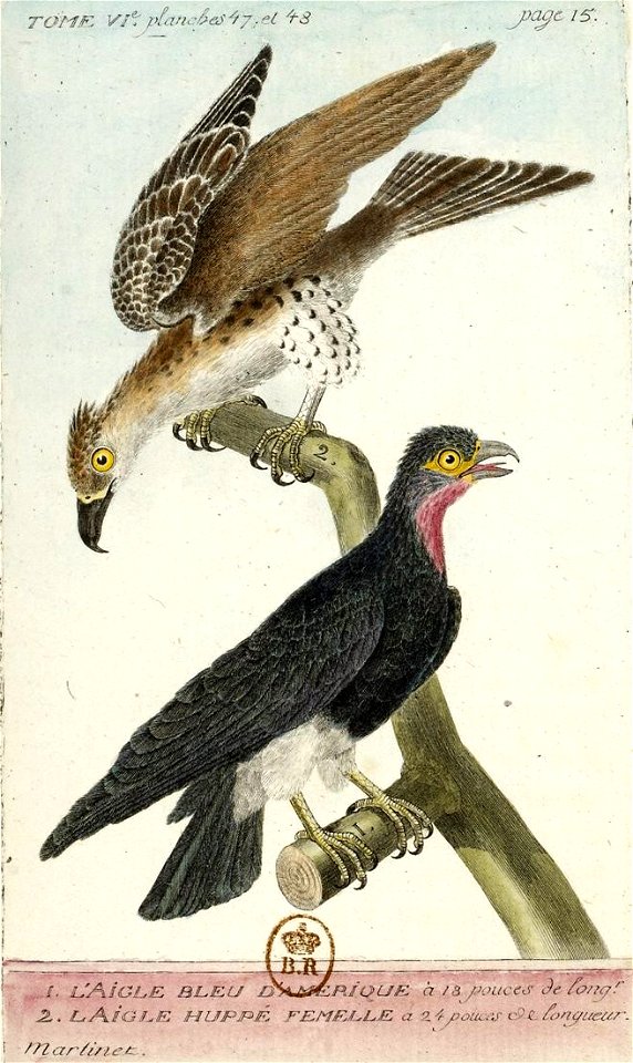 François-Nicolas Martinet - Histoire des oiseaux - aigle bleu