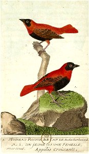 François-Nicolas Martinet - Histoire des oiseaux - III - Moineau rouge