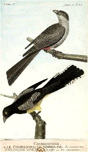 François-Nicolas Martinet - Histoire des oiseaux - Couroucou et Noiri jaune