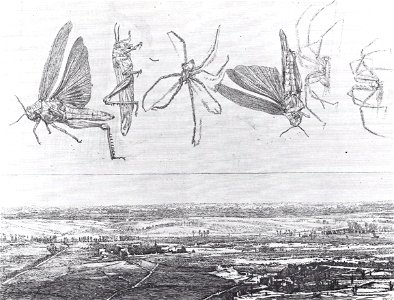 François Maréchal - La campagne romaine (étude d'araignées et de sauterelles) (1903). Free illustration for personal and commercial use.