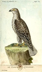 François-Nicolas Martinet - Histoire des oiseaux - Gerfaut d'Island