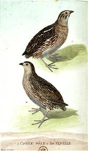 François-Nicolas Martinet - Histoire des oiseaux - Caille mâle et femelle
