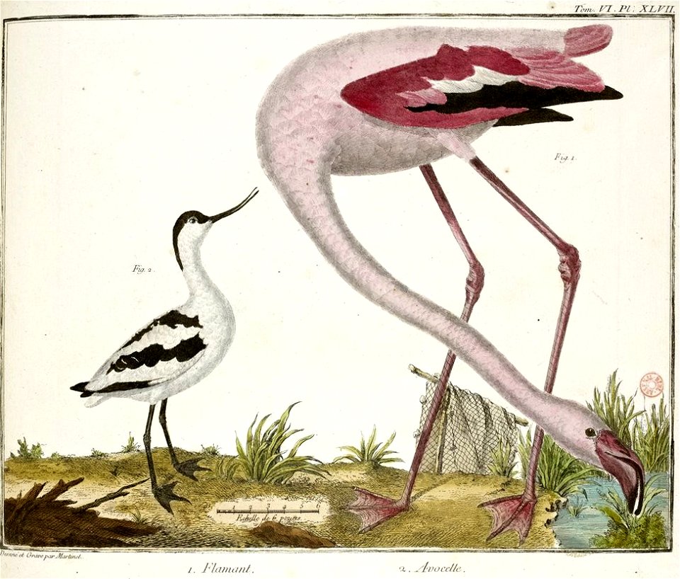 François-Nicolas Martinet - Brisson VI-47 - Flamant et avocette