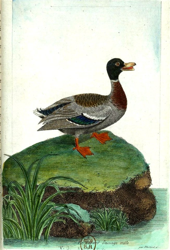 François-Nicolas Martinet - Histoire des oiseaux - canard mâle