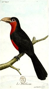 François-Nicolas Martinet - Histoire des oiseaux - Barbican