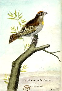 François-Nicolas Martinet - Histoire des oiseaux - III - Moineau de bois