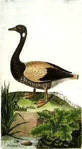François-Nicolas Martinet - Histoire des oiseaux - Cravant