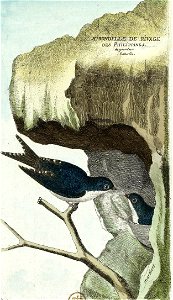François-Nicolas Martinet - Histoire des oiseaux - IV - hirondelle de rivage