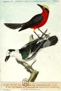 François-Nicolas Martinet - Histoire des oiseaux - Bécarde