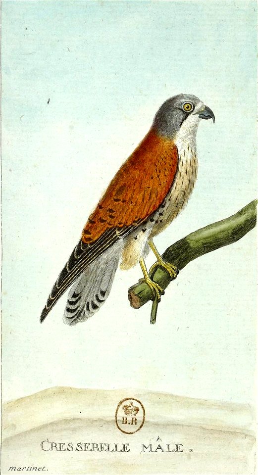 François-Nicolas Martinet - Histoire des oiseaux - Faucon crécerelle